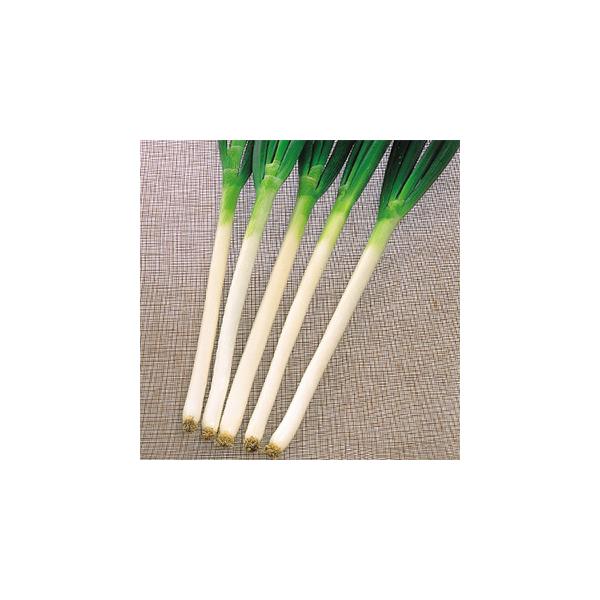 lM̎ ĎR{ 2dl ( ؂̎ )