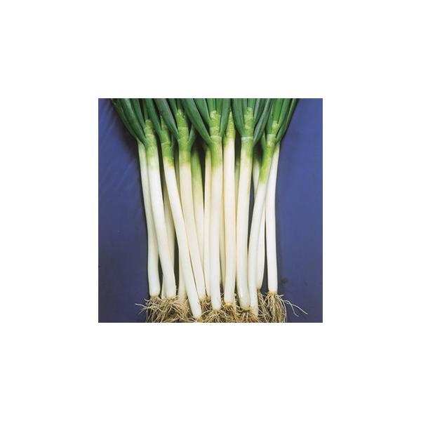 lM̎ ďB{  8ml ( ؂̎ )