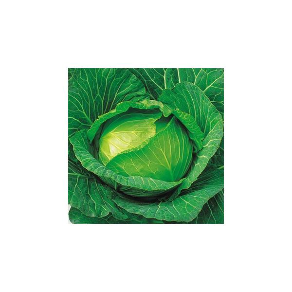 Lxc̎ YRw 5痱R[gL ( ؂̎ )