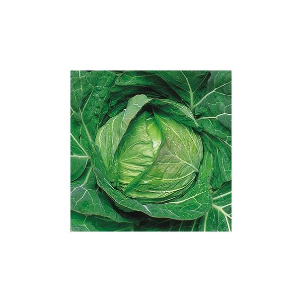 Lxc̎ T[gbv ܁i1D2mlj ( ؂̎ )