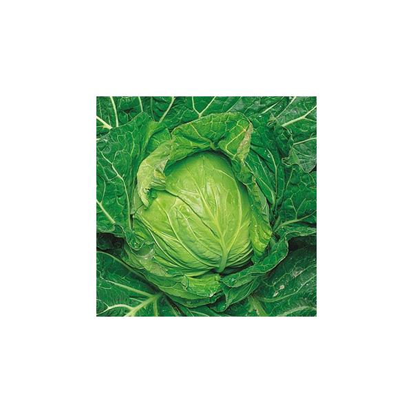 Lxc̎ T[O[  1.2ml ( ؂̎ )