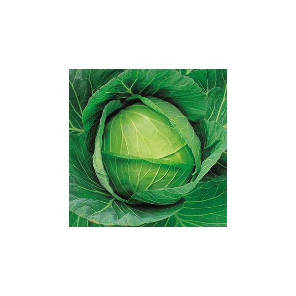 Lxc̎ ďG  1.2ml ( ؂̎ )