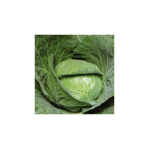 Lxc̎  20ml ( ؂̎ )