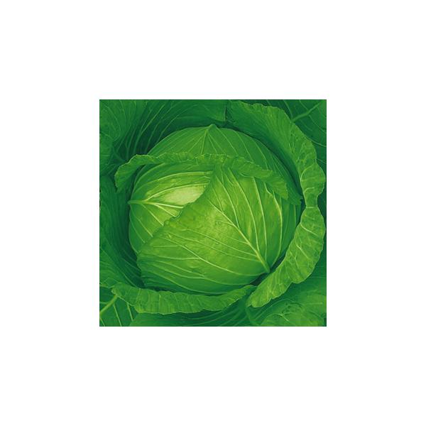 キャベツの種 秋みどり 2500粒 ( 野菜の種 ) : 菜園くらぶ Yahoo!店