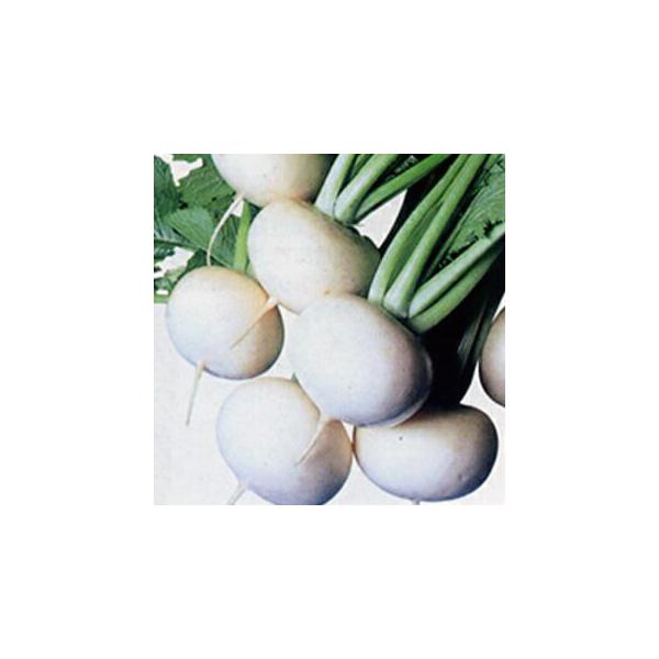 Ju̎ ϕa͂  20ml ( ؂̎ )