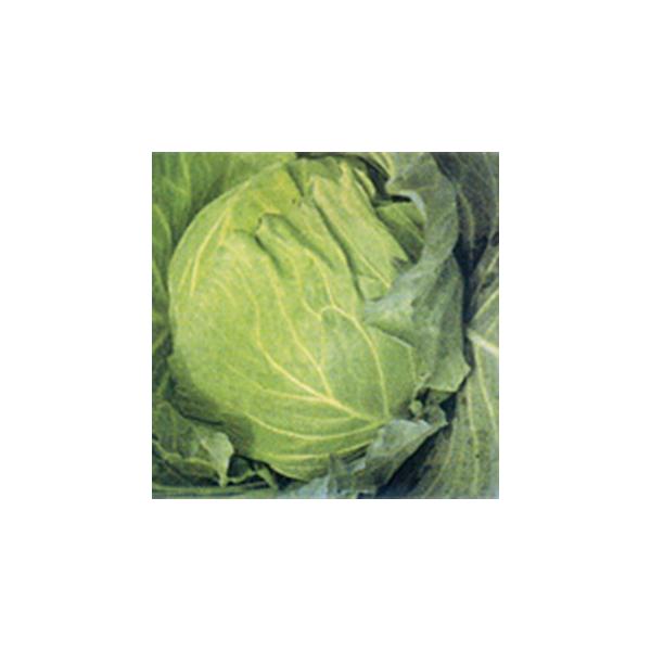 Lxc̎ k2  10ml ( ؂̎ )