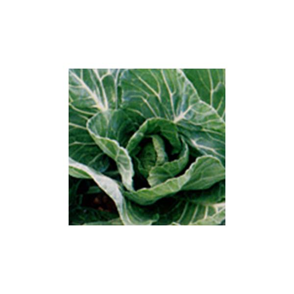 XN}CL (m؂̎)  0.5ml ( ؂̎ )