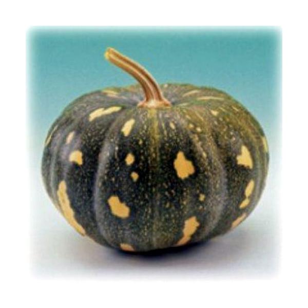 J{`̎ ꓇ڂی^ 5ml ( ؂̎ )