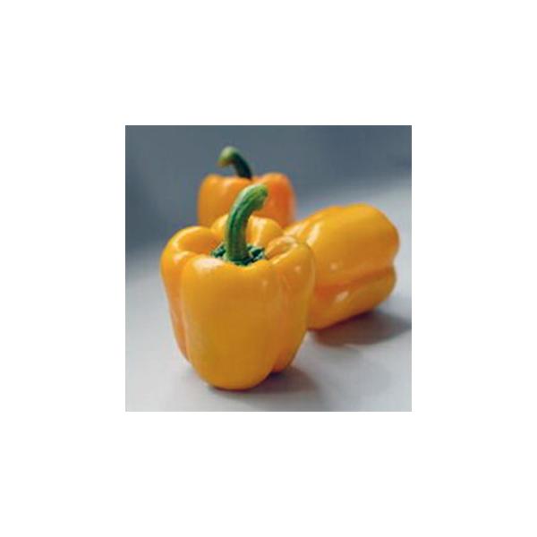 pvJ̎ J[s[}  CG[ ipvJj 15 ( ؂̎ )