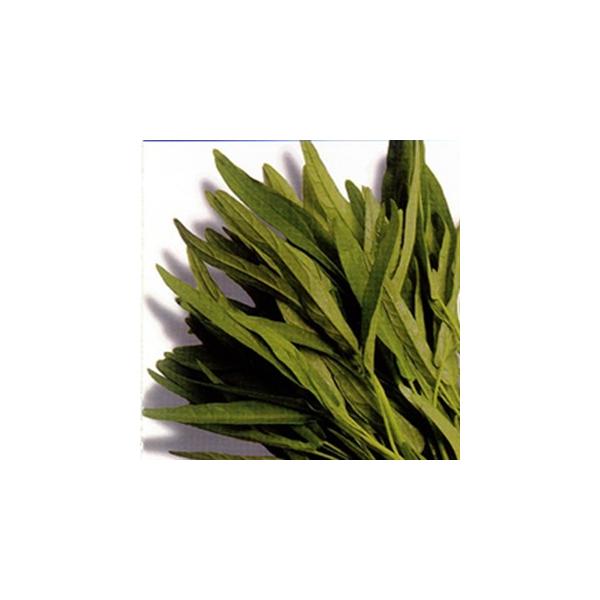 ȂT_ (̑tؗނ̎) 1L ( ؂̎ )