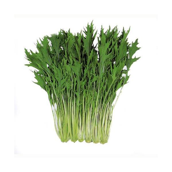 ͂͂苞 (؁A؂̎)  5ml ( ؂̎ )