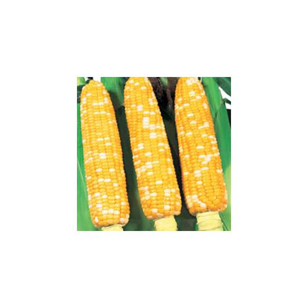 最高の食味を持つバイカラースイートコーンで穂長約３０cm、穂銃400ｇ程度、先端までよく着粒します。また穂先の包皮も良く秀品率の高い品種で、播種後85〜90日で収穫できる中早生種です。