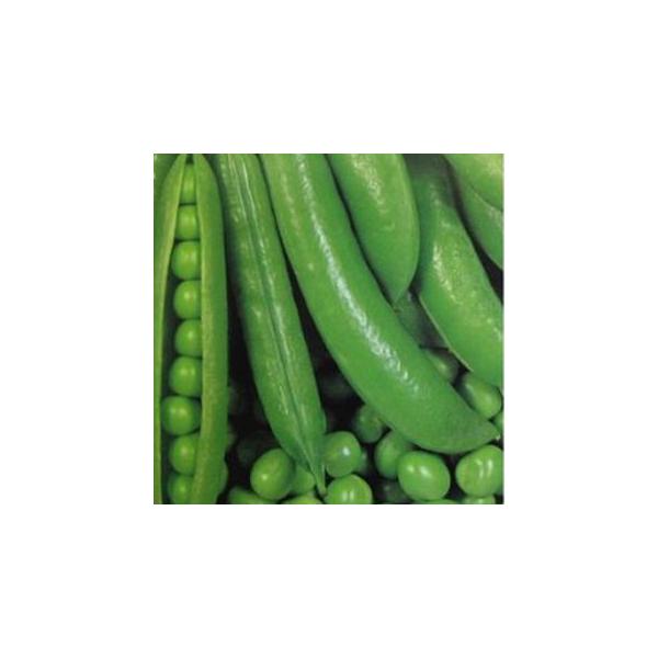 GhE̎ ^Cj[s[X  ( ؂̎ )