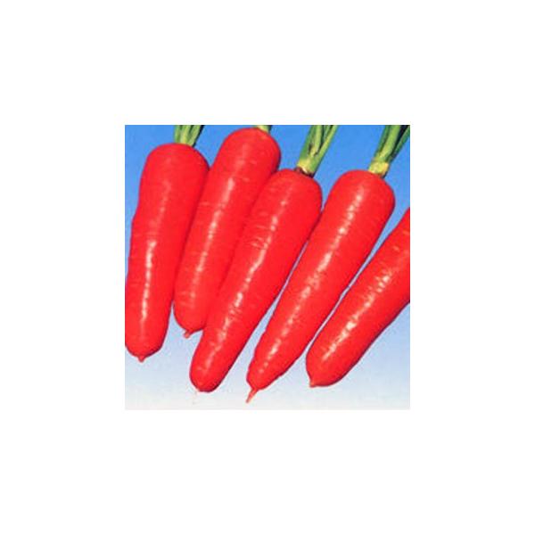 lQ̎ UStܐ 1L ( ؂̎ )