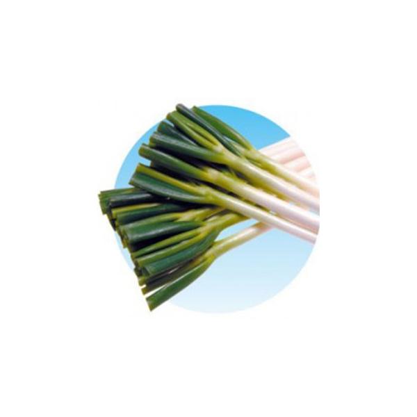 lM̎ Ђ2 2LR[g6痱r ( ؂̎ )