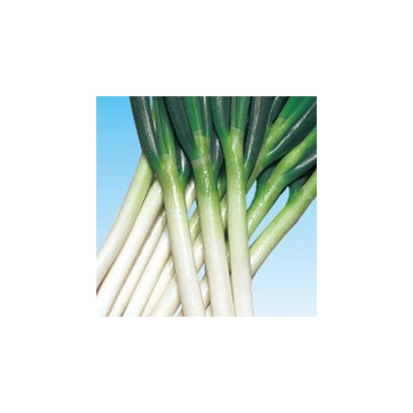 lM̎ ؐO (낤) 2 2dl ( ؂̎ )