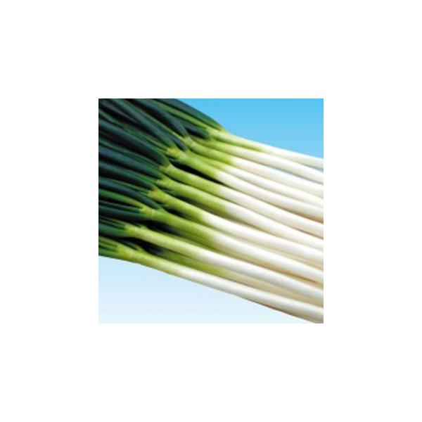 lM̎  (イ傤) 2dl ( ؂̎ )