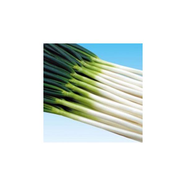 lM̎  (イ傤) 2LR[g6痱r ( ؂̎ )