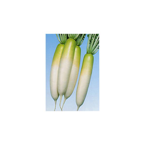 卪̎ ͂邩 2dl ( ؂̎ )