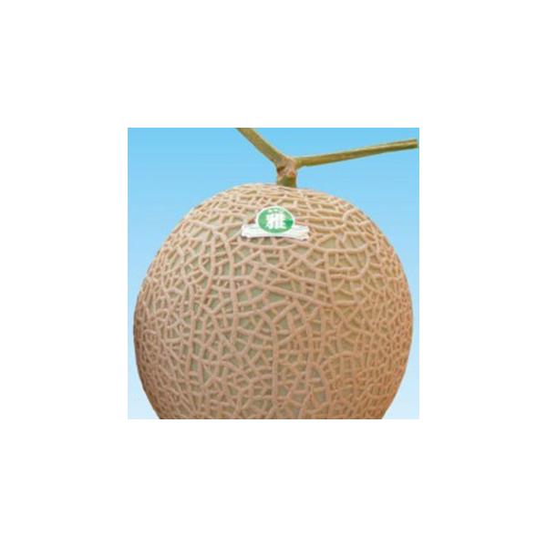 ̎ H~412 100 ( ؂̎ )