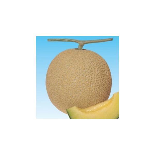 ̎ \i^Čn2 100 ( ؂̎ )