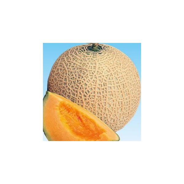 ̎ ܏tH 100 ( ؂̎ )