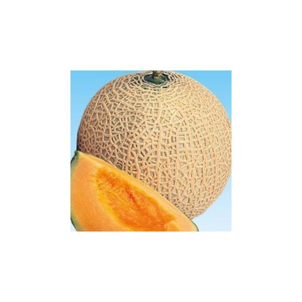 ̎ ܐČn 100 ( ؂̎ )