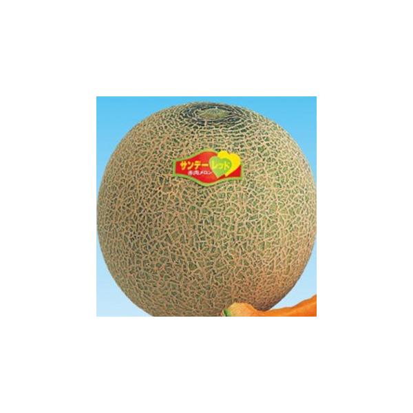 ̎ Tf[bh 100 ( ؂̎ )