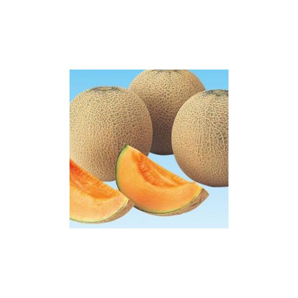 ̎ ẴNCV[ 100 ( ؂̎ )