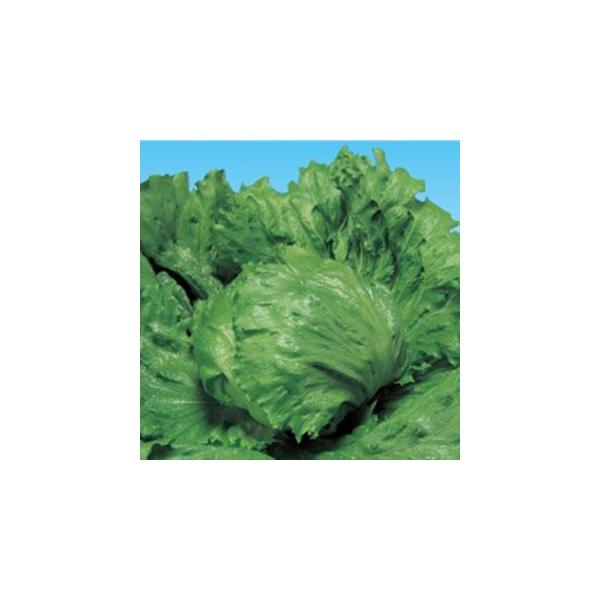 ʃ^Xvg (^X̎) LR[gܐ痱r ( ؂̎ )