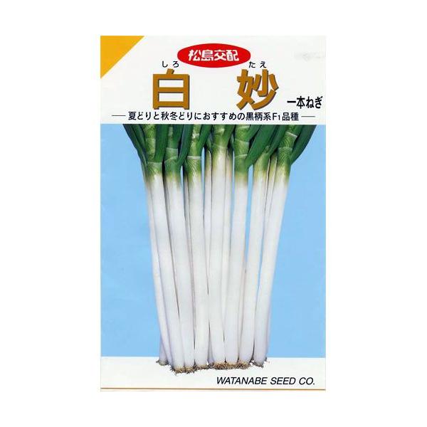 lM̎  (낽) {K  20ml ( ؂̎ )