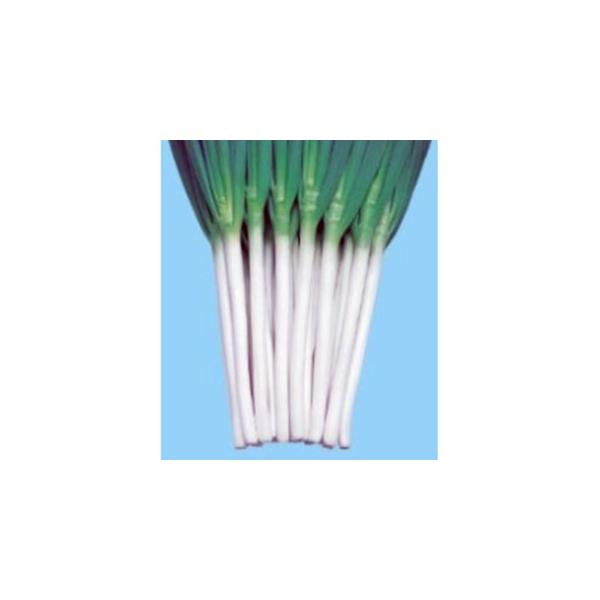 lM̎ lMсi͂j ܁i2mlj