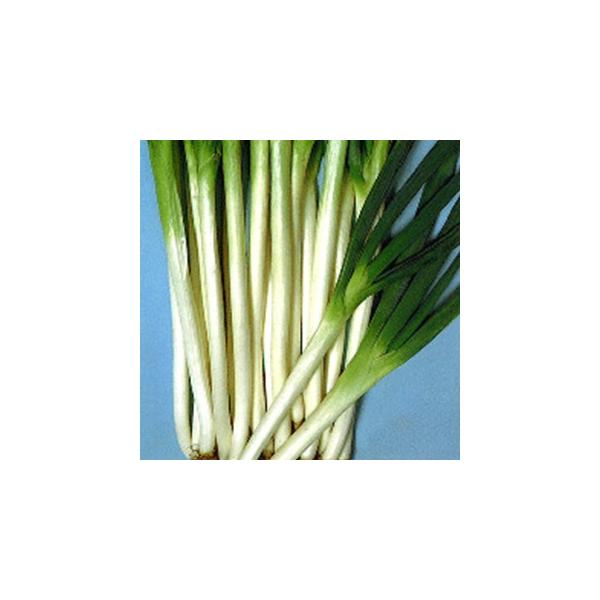 lM̎ ]ځi܂߁j{K  10ml ( ؂̎ )