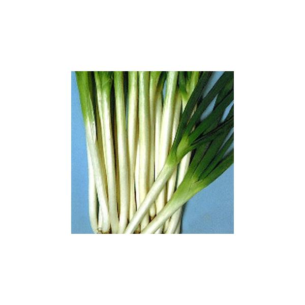 lM̎ ]ځi܂߁j{K 2dl ( ؂̎ )