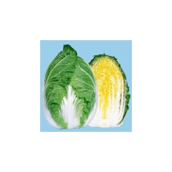 65 (؂̎) 20ml ( ؂̎ )