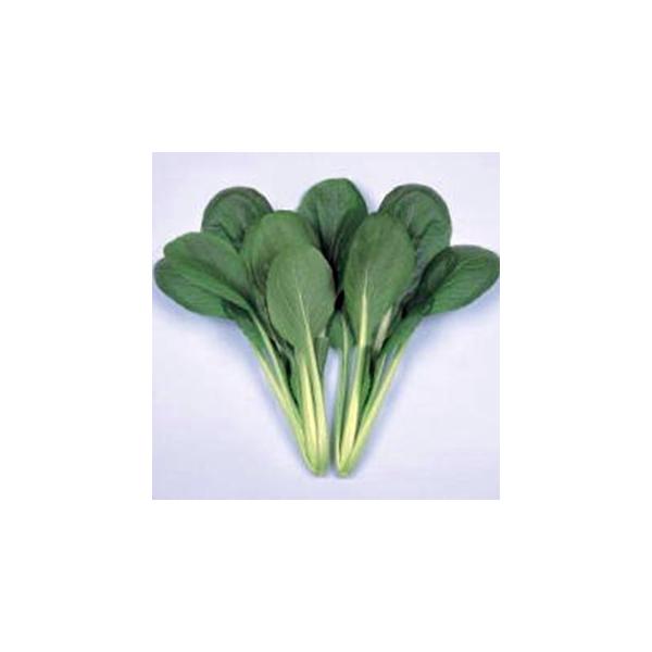 ؂̎ ͖k 20ml ( ؂̎ )