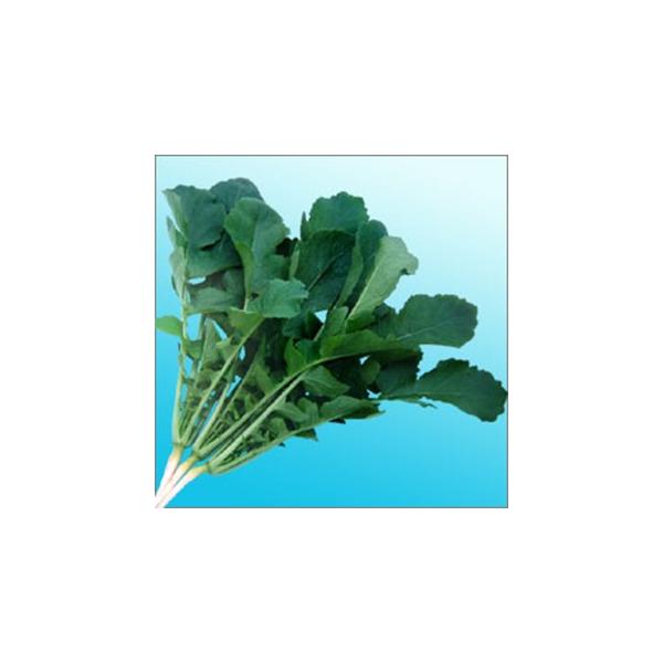 t卪Ă̍ʂ (t卪̎) 1L ( ؂̎ )