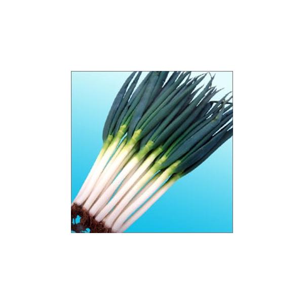 lM̎ ĈS R[g6痱 ( ؂̎ )