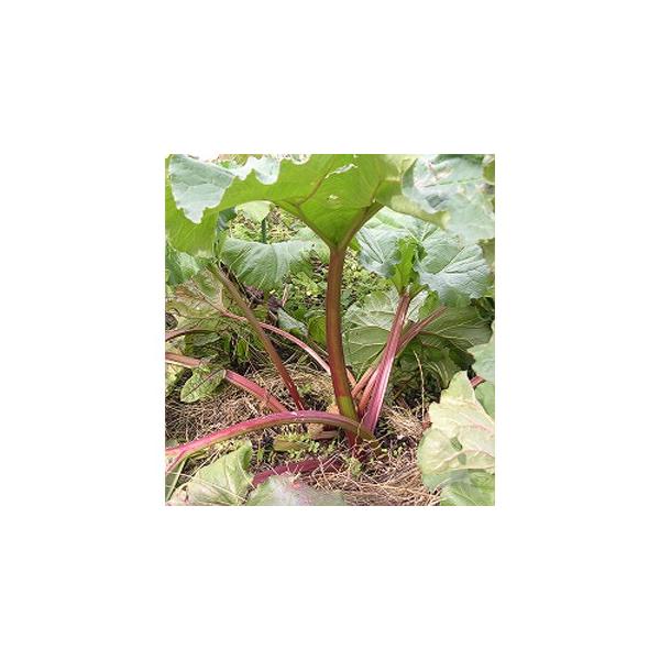 n[u̎   o[u  (c) ( ؂̎ )