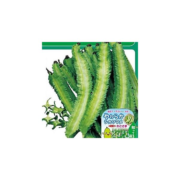 日長が長くなっても開花・結実する日長不感応の性質。　草勢は初期は緩慢だが脇芽が出る頃からは旺盛になる。ツルは支柱などに巻き付く形でのぼる。　従来品種は皮が硬く12〜14cmの長さで収穫しなければならないが、『わこさま』は皮が柔らかいので14...