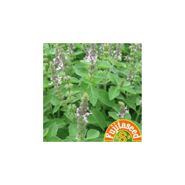 n[u̎ z[[oW  ( ؂̎ )icj