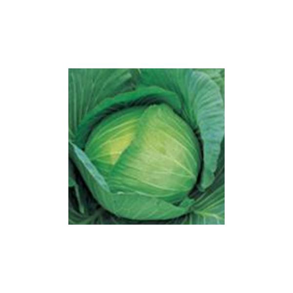 Lxc̎  2000 ( ؂̎ )