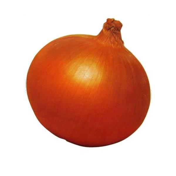 玉ねぎの種 アトン 2dl ( 野菜の種 )