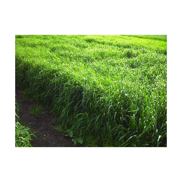 根もの野菜の大敵、キタネグサレセンチュウを退治する緑肥用エンバク・大根、人参、レタスなどの大敵、キタネグサレセンチュウの抑制にバツグンの効果があります。・初期成育が早く、雑草もしっかり抑え、多量の有機物が得られます。・マリーゴールドに比べて...