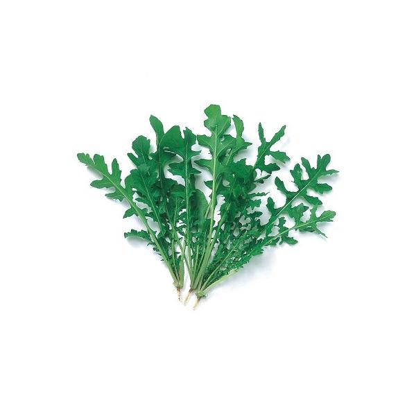 xr[[t̎ ؗtPbg 1L ( ؂̎ )