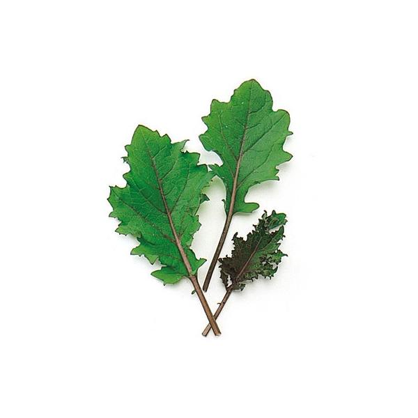 xr[[t̎ bhP[ 1L ( ؂̎ )