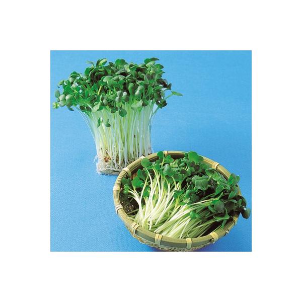 XvEg̎ 卪̎ 1L ( ؂̎ )