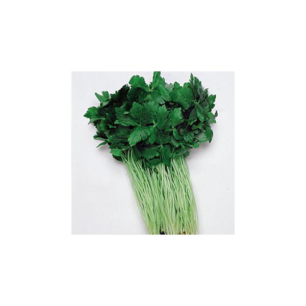 Ot̎ s~co (֐n) ܁i4mlj