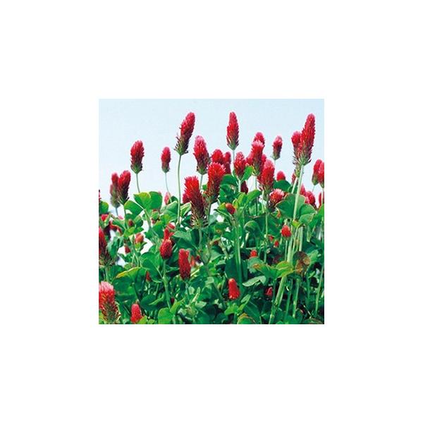 Δ̎ N\N[o[@fBNV[ 500g