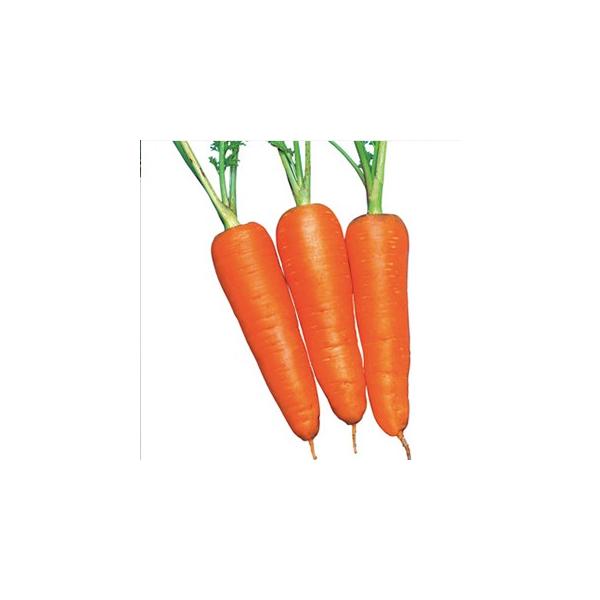 lQ̎ Vcܐ 1dl ( ؂̎ ^LC )